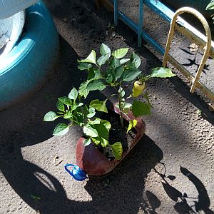 P80808 100522